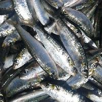  Sardine Pilchardus Wr - poissons nous disposons de sardine pilchardus wr moule de ;--- 12-15 pcs/ kg--- 14-20 pcs/ kg--la connaissance du march&eacute; du poisson  nous donne la possibilit&eacute; de fournir des produits de la plus haute qualit&eacute; pour des prix tr&egrave;s comp&eacute;titifs sur le march&eacute;.--pour plus de