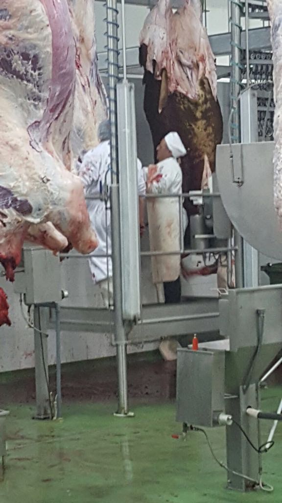  Viande Rouge Sacrifiée Halal, Agneaux ,veaux, Bov - viandes et oeufs bonjour,  --nous sommes une compagnie espanole d'élevage autonome productrice de viande sacrifiée halal,  la france ,  la  libye ,  l'algérie sont parmi notres destinations d'exportation de carcasses des agneaux ,  brebis  et des jeunes bovins. --cordialement 