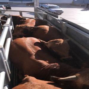 Agneaux Merino,veaux d'abattage & d'engraissement - animaux vivants bonjour,  --nous sommes une compagnie espanole d'élevage  de bétail (veaux et agneaux ) et de production de viande sacrifiée halal ,  le maroc ,  l'algérie,  la libye,  la turquie sont parmi  notres destinations d'exportación du bétail pour l'engraissent et l'abattage  