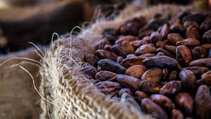  Cacao, Cafe, Noix De Cajou, Maïs, Sesame - café cacao thé disponible vente cacao (......t/m), . société ivoirienne intervenant dans la collecte et l'exportation (entrée usine / fob / cif) cacao et café. nous proposons une qualité supérieure afin de répondre aux exigences de nos clients ainsi qu'aux exigences 
