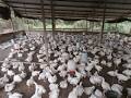  Pour Un Financement - animaux vivants vente de poulets de chair  a des très abordable  3000fcfa disponible ici au sénégal précisément a touba darou miname vite contacter