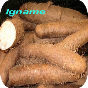  Développement D'une Unité De Production D'igname - féculents recherche partenaire ou investisseur pour ouverture d'une unité de production et de déconditionnement d'igname au sénégal !