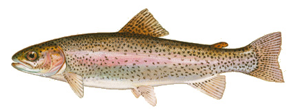  Elevage De Truite Et De Dorade Royale - poissons bonjour--j'ai comme projet,  élevage de truite et de dorade royale en plein mer/algérie,  et je souhaiterai trouver des partenaires etrangers qui peuvent investir dans le projet pour se developper mondialement. je cherche aussi des alevins de truites brunes et de dorades royales,  ainsi q