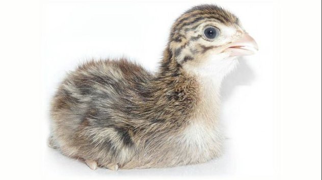  Vente De Dindonneaux En Cote D'ivoire - animaux vivants nous somme une petite société commercialisant les dindonneaux en cote d'ivoire et en afrique. contactez nous si vous etes intéressez.