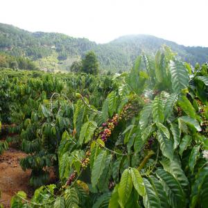  Fournisseurs Du Café Vert - café cacao thé je cherche des fournisseur en france,  ou n'importe ou en europe,  afrique ou asie pour des quantit&eacute;s tr&egrave;s importantes,  et pour un contrat de partenariat durable,  pour plus d'informations veuillez me contacter directement --merci