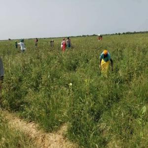  Investir Dans L'agriculture Au Sénégal - emploi représentation cherche partenaire gagnant gagnant--je cherche un partenaire dans le domaine agricole pour exploitation de 30ha,  . l'eau du fleuve disponible. projet tr&egrave;s rentable--- agriculture