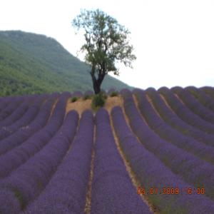  Huiles Essentielles - huiles vend huile essentielle de lavandin grosso, super ,   sauge sclarée ,  origan vert de la drôme et immortelle produite en drome provençale ,  veuillez me contacter pour plus de renseignements