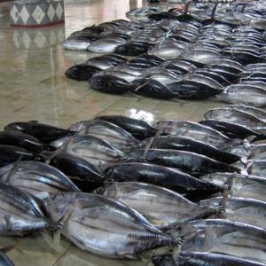  Thon Listao - poissons thon listao congele 84 tonne /semaine à un prix trés raisonnable exw agadir pour plus de détail merci de nous contacter 