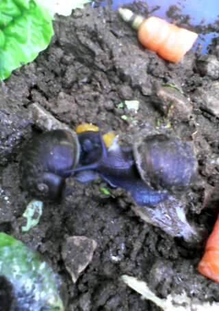  Élevage Escargots - animaux vivants je suis de l est d algérie de la ville d annaba --je cherche un partenaire étrangère pour faire l élevage et la production d escargots  (aspersa petite et gros gris & aperta)  et la production de la bave et œufs(caviar blanc)--si qui intéresse contact moi 