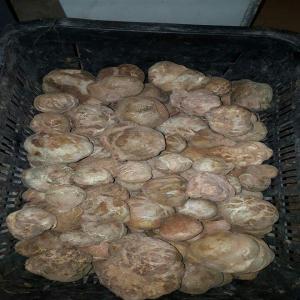  Truffe Blanche - champignon levure nous proposons truffe blanche prete à l'exportation à toutes les destinations avec le transport aérien.--origine sud de la tunisie. --excellent qualité très connue à l'échelle mondiale
