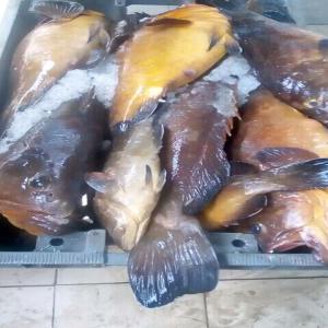  Vente De Poissons - poissons bonsoir nous d&eacute;sirons exporter des produits halieutiques vers l &eacute;trangers et nous sommes a la recherche d acheteurs potentiels nous vendons tous types de poissons frais ou congel&eacute;s merci de nous contacter