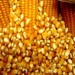  Non Ogm Corn From Brazil - céréales we are the world leader in the sale of corn. based in brazil,  we are representatives of the major corn producers in the country and currently have large quantities of maize at unbeatable prices in the world market. please contact us promptly for this big liquidation. we only provide quotation at the