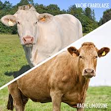  Recherche Vendeur Et Exportateur Veaux D'angraiss - animaux vivants bonjour à la recherche de vendeurs exportateurs de veaux d'engraissement charolais ou limousin entre 150 kg et 300kg pour exportée de la france,  espagne vers le maroc