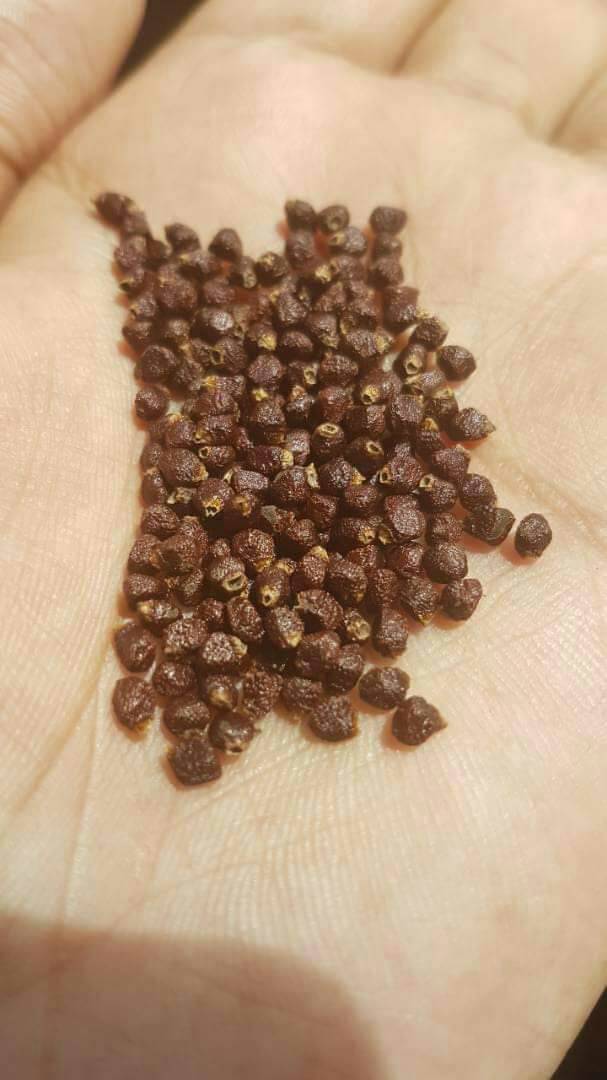  Recherche Fournisseur Graines De Paradis - fruits secs et graines grillées bonjour nous sommes au b&eacute;nin et recherchons d'urgences un fournisseur de graines de paradis d&eacute;j&agrave; stock&eacute; en magasin 