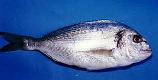 élevage des daurade en Tunisie & filet de daurade - poissons leader de l’élevage des daurades/loups en tunisie avec plus de 1500 tonnes produits chaque année,  nous exportons nos produits partout dans le monde ( europe,  amérique du nord,  uae...). souhaitons développer les petits marchés.---nous fournissons un produit fra