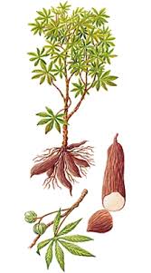  Agro-industrie - féculents bonjour je suis jeune camerounais et promoteur d’un « microprojet agro-industriel » opportun et révolutionniste. il s’agit plus précisément de la transformation des produits agricoles locaux,  notamment les « tubercules de manioc en produits dérivés » (promouvoir le