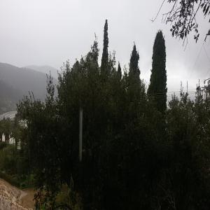 Génisses Pleines - animaux vivants bonjour,  je cherche un fournisseur éleveur de la race prim'hilstein pour faire importer des génisses pleines. tanger maroc.