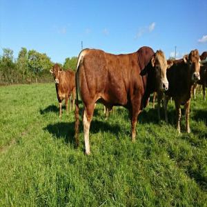  Taureaux Limousin Polled, Sans Corne - animaux vivants taureaux reproducteurs limousin naturellement sans corne,  polled. inscrit au herd book. très dociles. haute valeur génétique. agé de 12 à 24 mois.