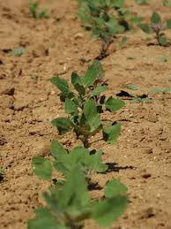  Quinoa Blache - céréales  met en vente 1.5 ha ( 4000 kg) de quinoa blache marocaine , sera disponible en mois mai 2018---bonne qualit&eacute;;---bonne conduite (agro-&eacute;cologique);