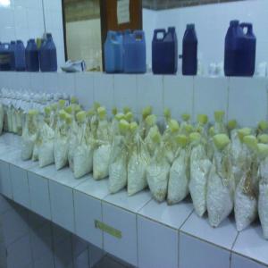  Mycelium De Pleurote - champignon levure nous disposons de la semence du champignon pleurote (mycélium) en grande quantité quelque soit votre demande et de qualité supérieure que vous pouvez conserver chez vous sans problème. notre mycélium est produit en sachet,  ce qui rend le transport trè