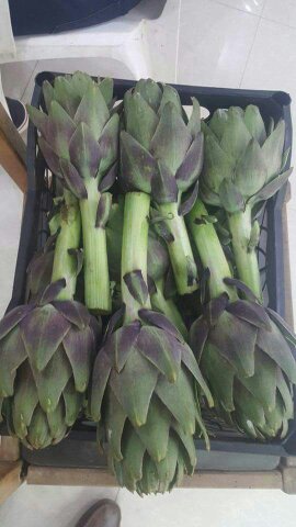  Vente Artichot Fraîche - fruits et légumes nous sommes producteurs de fruit et l&eacute;gume --nous recherchons un client s&eacute;rieux (pas d'interm&eacute;diaire )--pour vente bon qualit&eacute; d'artichot fra&icirc;che --pour plus d'information merci de nous contacter.