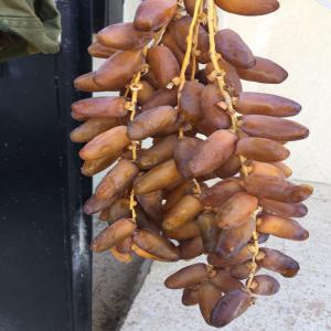  Deglet Nour - fruits et légumes dattes d'origine sud de tunisie de premi&egrave;re qualit&eacute; , pretes a etre exporter ou vendus localement en tunisie contacter nous
