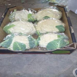  Vente Brokley - fruits et légumes bonjour nous sommes producteur egyptien et nous cherche un client s&eacute;rieux--pour travailler &agrave; long terme --nous mettons &agrave; votre disposition 20 tonnes de brokley --pour plus d'infos merci de nous contacter. 