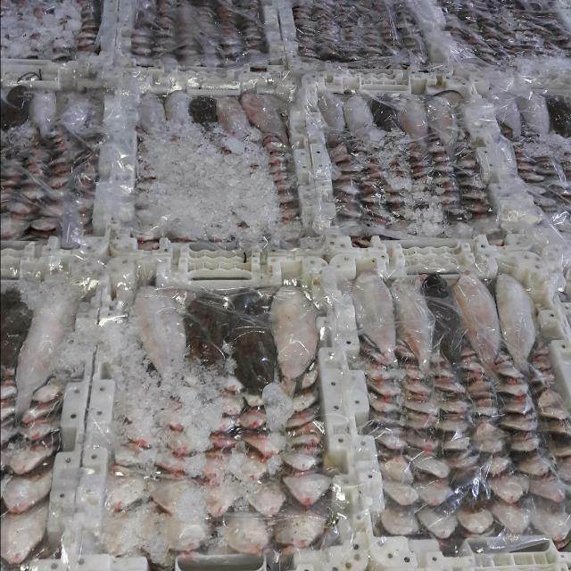  Poissons Marocain - poissons poissons--je suis marocain je cherche des clients pour importée des poissons frais de maroc vers toutes l'europe. mercie