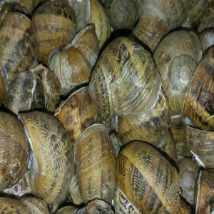  Vente Petit Gris! - coquillage crustacé bonsoir,  j'ai la disponibilit&eacute; des escargots  petit gris les escargots sont emball&eacute;s dans des sacs de 10 kg et dans des caisses,  ils sont utilis&eacute;s pour les camions r&eacute;frig&eacute;r&eacute;s,  j'ai des escargots surgel&eacute;s en paquets de 300 grammes,  des escargots en sau