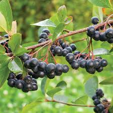  Aronia Berry, - fruits et légumes nous avons pour vendre 50 tonnes de baies d'aronia berry ou chokeberry. --si vous etes intéressé s'il vous plaît contactez-moi pour plus de détails.