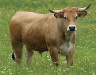  Recherche De Partenaire Financier - autres bonjour --je suis un jeune s&eacute;n&eacute;galais tr&egrave;s ambitieux j ai un projet d embouche  bovine et je cherche un partenaire capable de me financer 