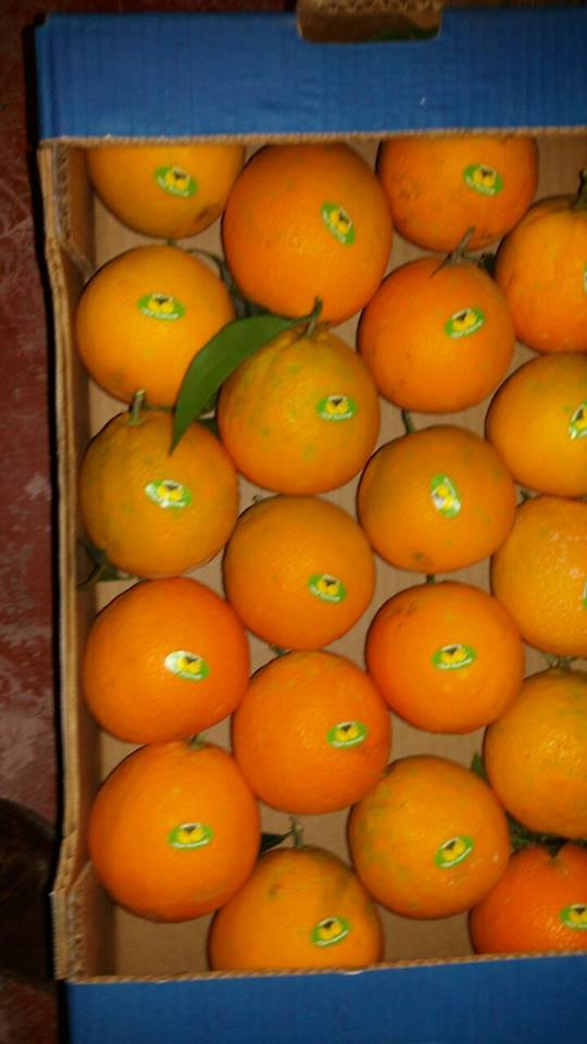  Fresh Fruits And Vegetables - fruits and vegetables wafra international is  an exporter of a variety range  of tunisian and algerian products all over the world .we deal directly with skilled farmers in oder to provide best quality with good price . we offer high  and confirmed quality or vegetables and fruits .we will be pleased to answer your requi