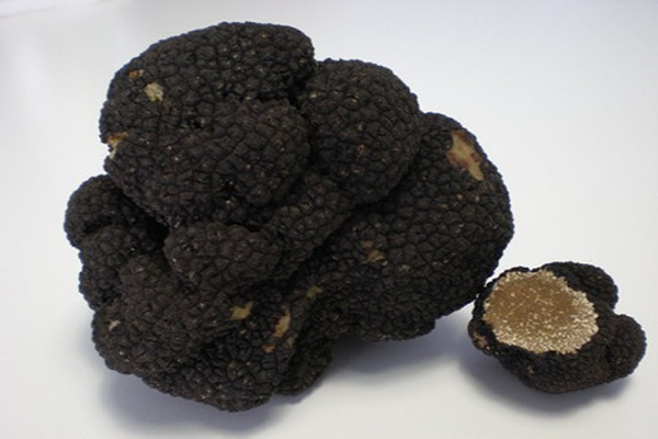  Truffe Noire - champignon levure les arômes et les saveurs d’irpinia traitent de la distribution de truffes noires et de truffes blanches fraîches certifiées d’italie. pour toute information envoyer un email.