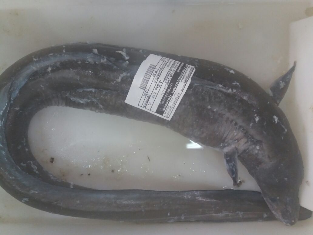  Fournisseur De Poisson - poissons nous  sommes des fournisseurs de poisson frais, congelé de bon qualité et a bas prix tels que---courbine, calamars, dorade, farkh, la lotte, merlin, pageot chama, pageot royal, saint piére métalisé , saint piére vert, sargho, sépia, sole, turbit , chinchard..--nous 
