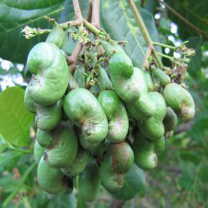  Vente De Noix D'acajou Et Autre Produit - semence graine plant nous sommes une structure de la place appeler njck et fils --nous sommes basé dans  le  ;---service d'entretiens---entretiens groupe électrogène---immobiler---vente de noix d'acajou en gros---repartions de vos voiture  ---livraison de gas-oils ---la soudure industrielle---electr