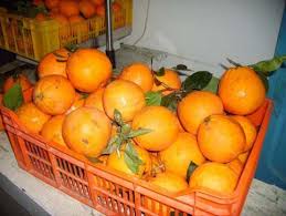  Orange De La Tunisie Thomson Ou Maltaise - fruits et légumes nous vous proposons les oranges de la tunisie thomson ou maltaise 1er choix de bon calibre conditionnement suivant la demande du client quantite minimum 1 tonne