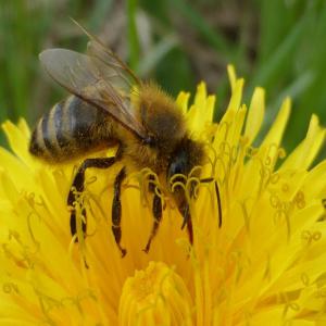  Vendre 25 Sortes De Miels!!! - produits sucrés bonjour,  je vends les miel suivantes---les miels sont homogénisés,  sont prets á mettre en pots et revendre-)--acacia 6€,  amor 5, 25€,  ail des ours 12€,  toutes fleurs 4€,  sarrasin 5, 75€,  chardon 10€,  chataignier 7, 5€,  fenouil 8€,  verge d'or 6€,  aubépine 8€,  framboisier 10€,  corian