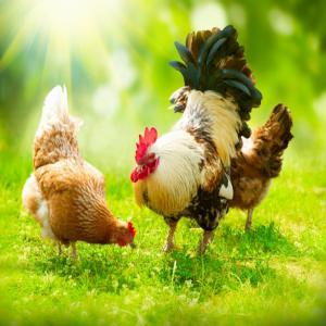  Planete Volaille - viandes et oeufs eleveurs de volailles à sidi abederazake,  en région de tiflet,  sur un terain qui s’étend sur 1 hectare,  nous nous engageons à défendre nos valeurs avec passion.----un engagement toujours fort,  pour le respect des consommateurs,  le goût,  la qualité,  le 