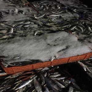  Sardine+maquereau+anchois - poissons notre société nouvellement créée intervient dans le domaine de commercialisation de sardine ,  maquereau et anchois destiné à l’industrie de conserve .----nous disposons de compétences dans les domaines d’achats et assurances qualité  avec une &