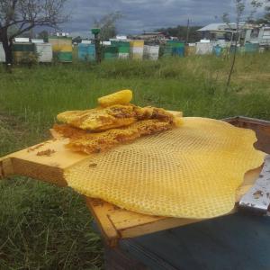  Miel Bio Direct Producteur - produits sucrés nous avons fait le choix de sélectionner des miels de grande qualité,  de plus,  provenant principalement de roumanie ,  c’est le gage d’offrir le meilleur à nos clients.--ainsi,  cette diversité et cette authenticité font de notre gamme,  un atout supplémentaire