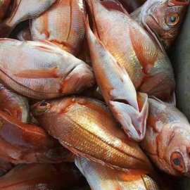  Nous Fournissons Du Poisson Frais Et Congelé - poissons nous sommes une société évoluant dans le domaine halieutique. --nous proposons du poisson frais et congelé ainsi que toutes sortes de variétés de crustacés.--conscients des enjeux de fidélisation et du relation client,  nous garantissons à