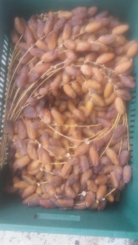  Degla Fraiche De Tunisie - fruits et légumes dattes d'origine sud de tunisie de premi&egrave;re qualit&eacute; saison 2017-2018.nous vendons en tunisie et exportant vers les autres pays avec emballage et transport selon besoin du client  .