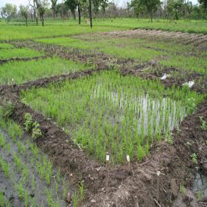  Vente De Terres Agricoles Au Bénin - mine terrain concession vente des terres agricoles à  ouidah arrondissement de savi,  au sud bénin à 5000€ l'hectare. zone très riche.