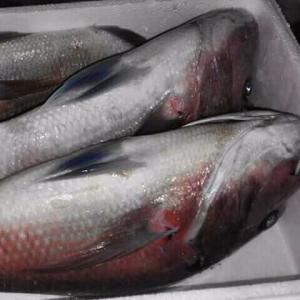  Poissons Du Zone Fao 34 - poissons bonjour pour vos importations de produits halieutiques nous vous proposons des prix et une qualit&eacute; d&eacute;fiants toutes concurrences nous produisons diff&eacute;rents esp&egrave;ces --m&eacute;rou jaune --thiof --calmar--dorade--badeche--coryphene--coq et carpe rouge --pageot--sole--rouget-