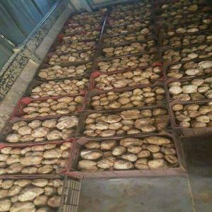  Truffes Blanches, Terfess Du Sahara Tunisien - champignon levure nous sommes une société de commerce international tunisienne implémenté à gafsa ( au sud tunisien ) et nous sommes a votre disposition pour vous offrir une quantité bio de truffes tunisienne avec un prix très compétitif sur le marché. --