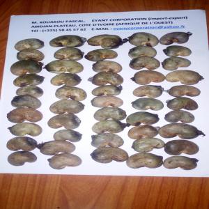  Vente De Noix De Cajou Abidjan - fruits secs et graines grillées bonjour,  vous pouvez importer avec notre entreprise en c&ocirc;te d'ivoire (abidjan) des noix de cajou de bonne qualit&eacute;s et quantit&eacute;s. nous vendons aussi du sucre,  de l'huile,  de la viande de poulet,  du maïs,  caf&eacute;,  cacao,  de l'arachide,  du p&eacute;trole,  soja,  s&eacute;same,  et