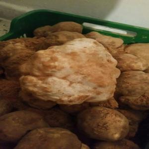  Truffes Truffle Tartufo - champignon levure truffes blanches--origine tunisie--calibre 150 grammes plus (150 gr+)--quantit&eacute; disponible .--disponibilit&eacute;- 500 kg/jour--emballage- caisse en plastique avec couvercle en filet.--poids de caisse - de 5 kg &agrave; 7 kg--emplacement -sud tunisien--prix d&eacute;part usine pret &agrave; 