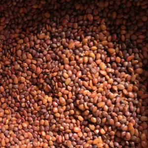  Grains De Caroube Du Liban - fruits secs et graines grillées je cherche un client qui peut m'aider a exporter une vente --grains de caroube pur est fraiche--2.1 tonnes --a un prix acceptable 