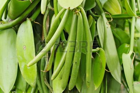  Urgent - semence graine plant cherche acheteur de ---- vanille verte----cherche vendeur de ---- mais de bonne qualité--- cannelle ---gironfle--tamotamo----quantité illimitée,  prix suivant la qualité du produit