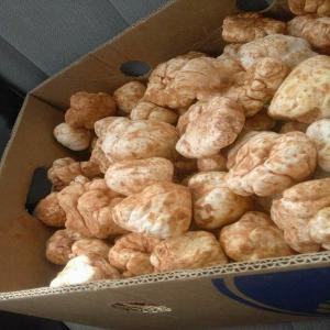  Truffles, Terfess Of The Tunisian Sahara -  yeast fungus we are a tunisian international trade company implemented in gafsa (southern tunisia) and we are at your disposal to offer you an organic amount of tunisian truffles with a very competitive price on the market.--in fact,  we offer the white truffles of the tunisian desert. these truffles are first ch